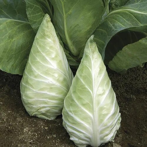 Капуста продолговатая название фото Cabbage 'Mini Caraflex' JARDIN Cabbage seeds, Organic seeds, Perennial vegetable
