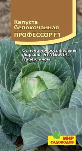 Капуста профессор описание сорта фото отзывы Капуста Мир Садоводов Капуста белокочанная "Профессор F1" - купить по выгодным ц