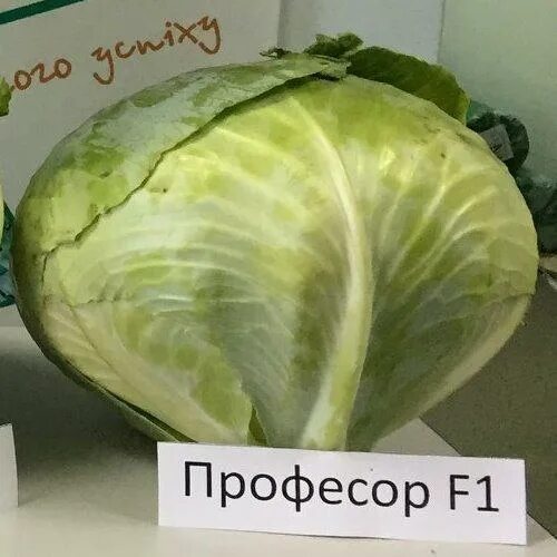 Капуста профессор описание сорта отзывы садоводов фото Профессор F1 Семена капусты поздней белокочанной (2500сем) Syngenta Купить с дос