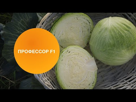 Капуста профессор описание сорта отзывы садоводов фото Смотрите видео "ПРОФЕССОР F1 Овощная усадьба" в ОК. Плеер Видео