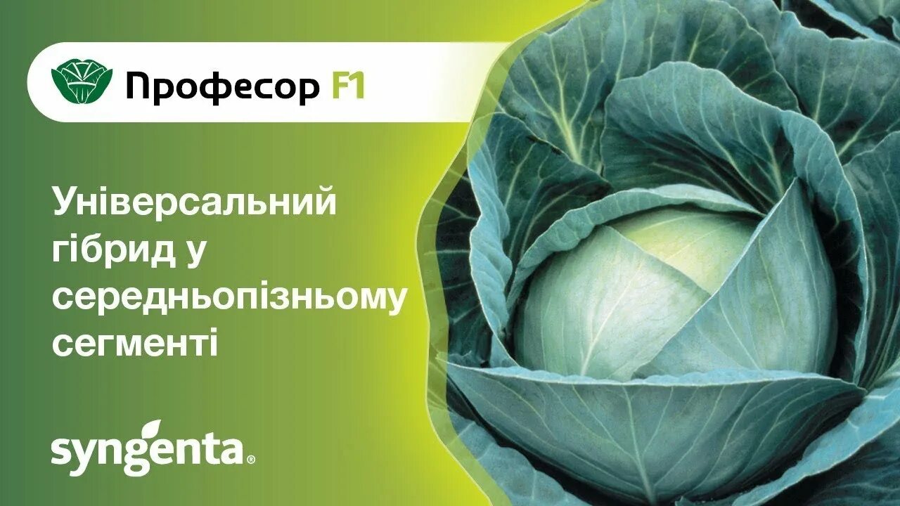 Капуста профессор описание сорта отзывы садоводов фото Капуста Професор - універсальний гібрид у середньопізньому сегменті - YouTube