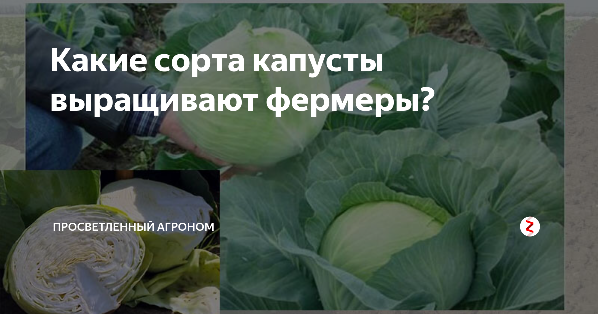 Капуста профессор описание сорта отзывы садоводов фото Какие сорта капусты выращивают фермеры? Просветленный Агроном Дзен