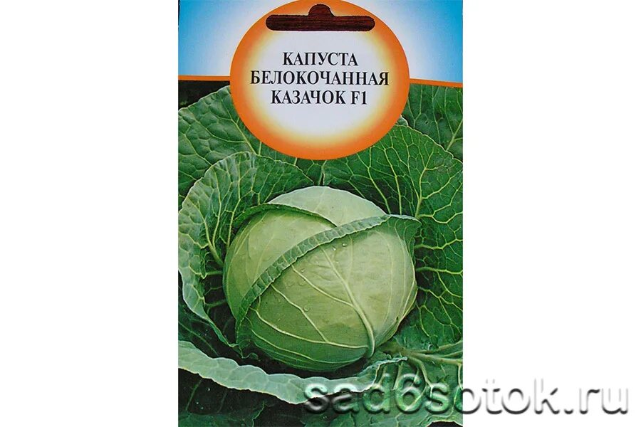 Капуста простоквашино описание сорта фото отзывы Сорта белокочанной капусты - более 20 сортов с фото и описанием
