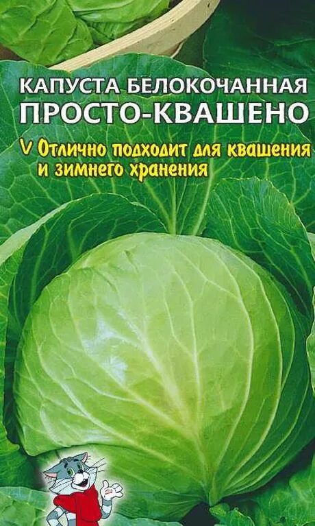Капуста простоквашино описание сорта фото отзывы Семена Капуста б/к Просто-квашено: описание сорта, фото - купить с доставкой или