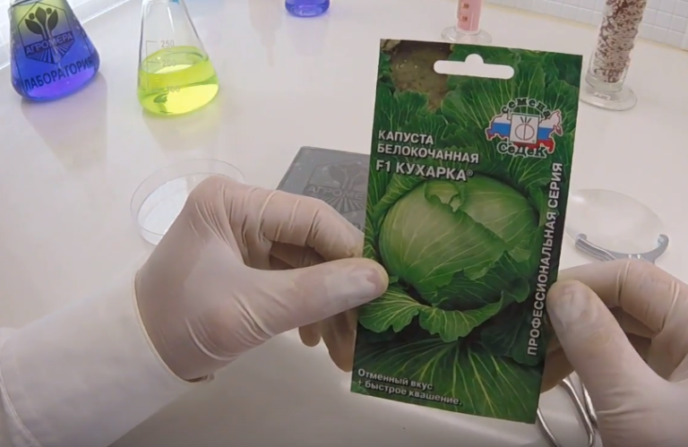 Капуста пруктор описание сорта фото отзывы Капуста Кухарка - описание сорта, фото, отзывы