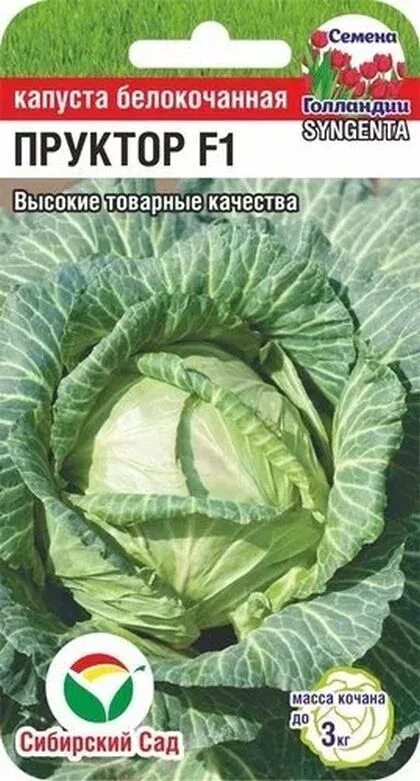 Капуста пруктор описание сорта фото отзывы Семена Капуста б/к Пруктор F1: описание сорта, фото - купить с доставкой или поч