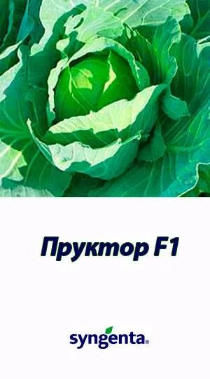 Капуста пруктор описание сорта фото отзывы Капуста Пруктор F1