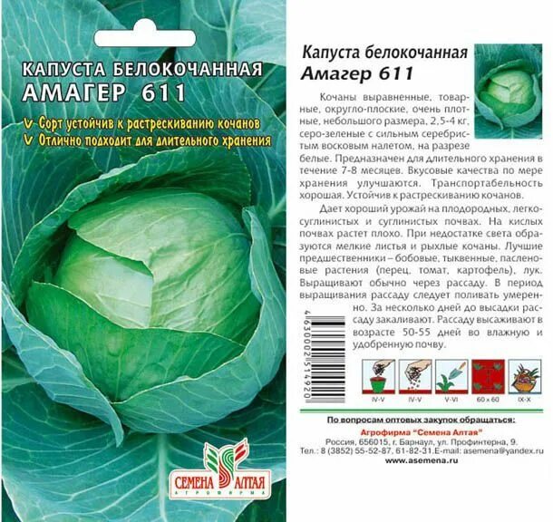 Капуста пудовая описание сорта фото отзывы Сорта капусты для засолки и квашения - какой выбрать? Ответ здесь! Капуста, Шинк