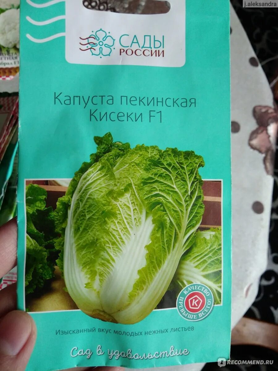 Капуста пудовая описание сорта фото отзывы www.sad-i-ogorod.ru - "Сады России" - "Пудовая капуста, метровая тыква, килограм