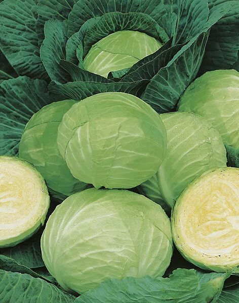 Капуста рамада описание сорта фото отзывы LANGEDIJKER DAUER CABBAGE WHITE, Conventional Seeds ⋆ De Corato Sementi