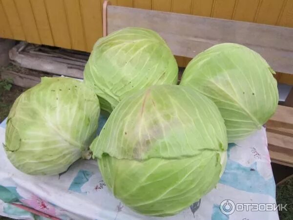 Капуста рамко описание сорта фото отзывы Отзыв о Семена капусты белокочанной Гавриш "Рамко" Хороша!