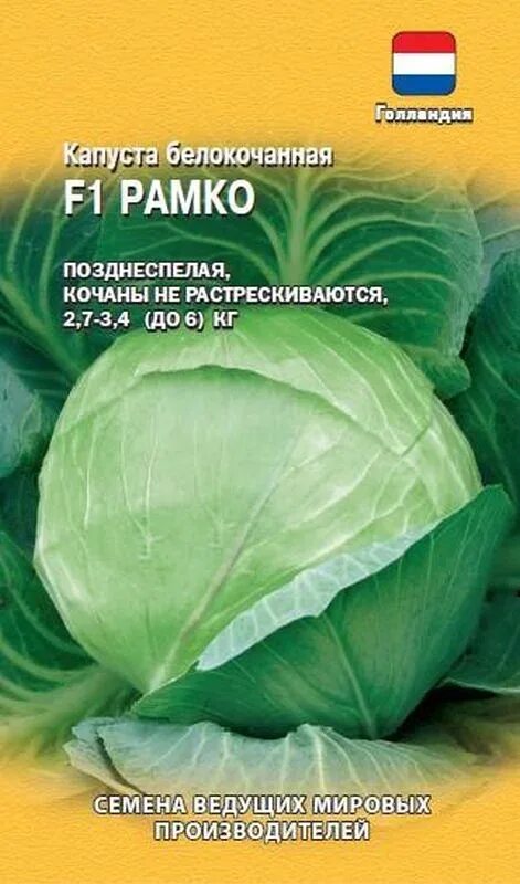 Капуста рамко описание сорта фото отзывы Семена Капуста б/к F1 Рамко: описание сорта, фото - купить с доставкой или почто