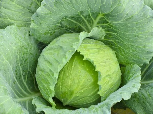 Капуста рамко описание сорта фото отзывы Characteristic of cabbage of a salad grade Amman f1 Lifestyle Seldon News