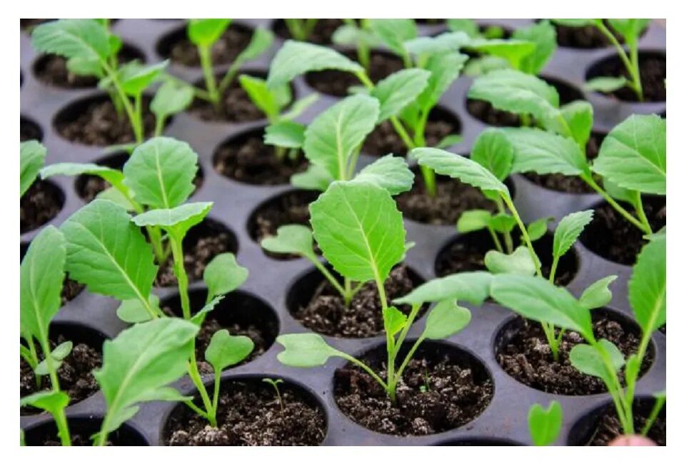 Капуста рассада фото как выглядит Рассада капуста цветная Агродекор Мона Лиза AGRO4160 10 шт. - купить в Москве, ц