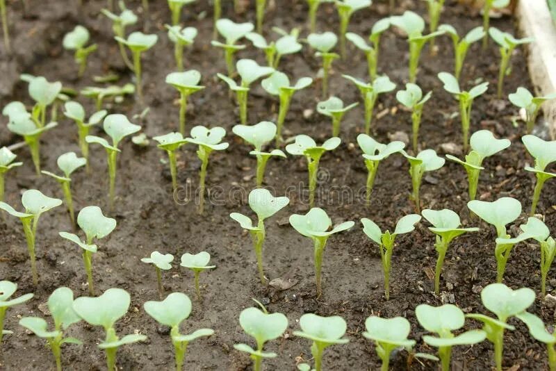 Капуста рассада фото как выглядит Cabbage young plants stock photo. Image of planting, environmental - 47258316