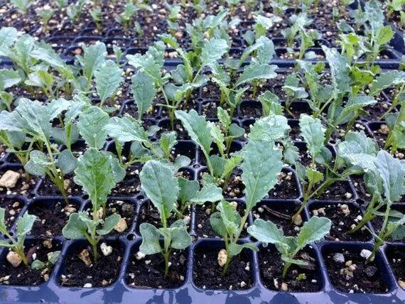 Капуста рассада фото как выглядит This item is unavailable Etsy Kale seeds, Fall crops, Seeds