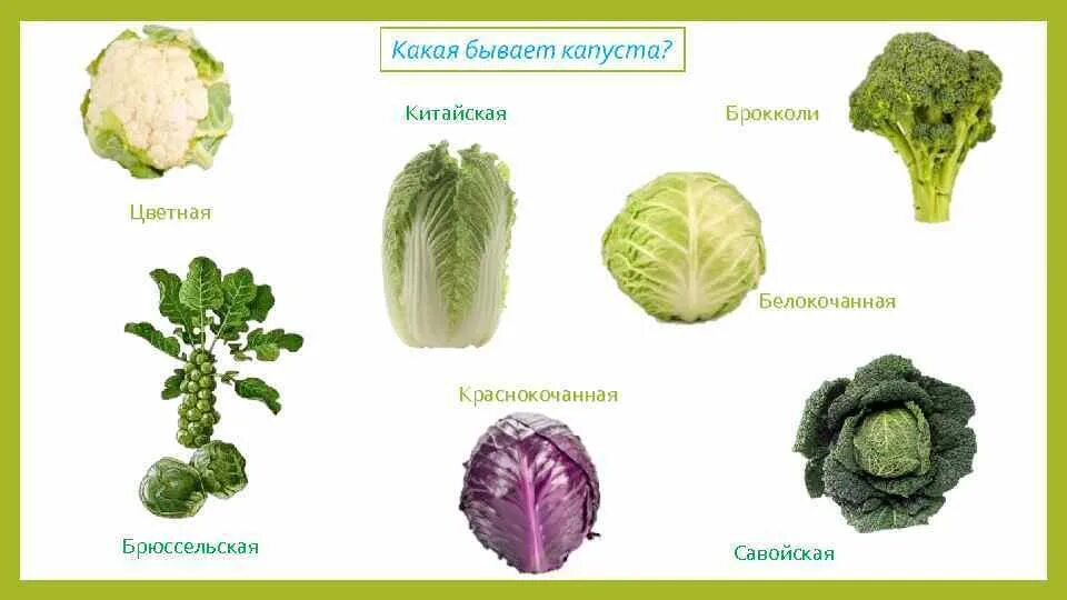 Капуста разная названия с фото Разновидности капусты eCookie.ru