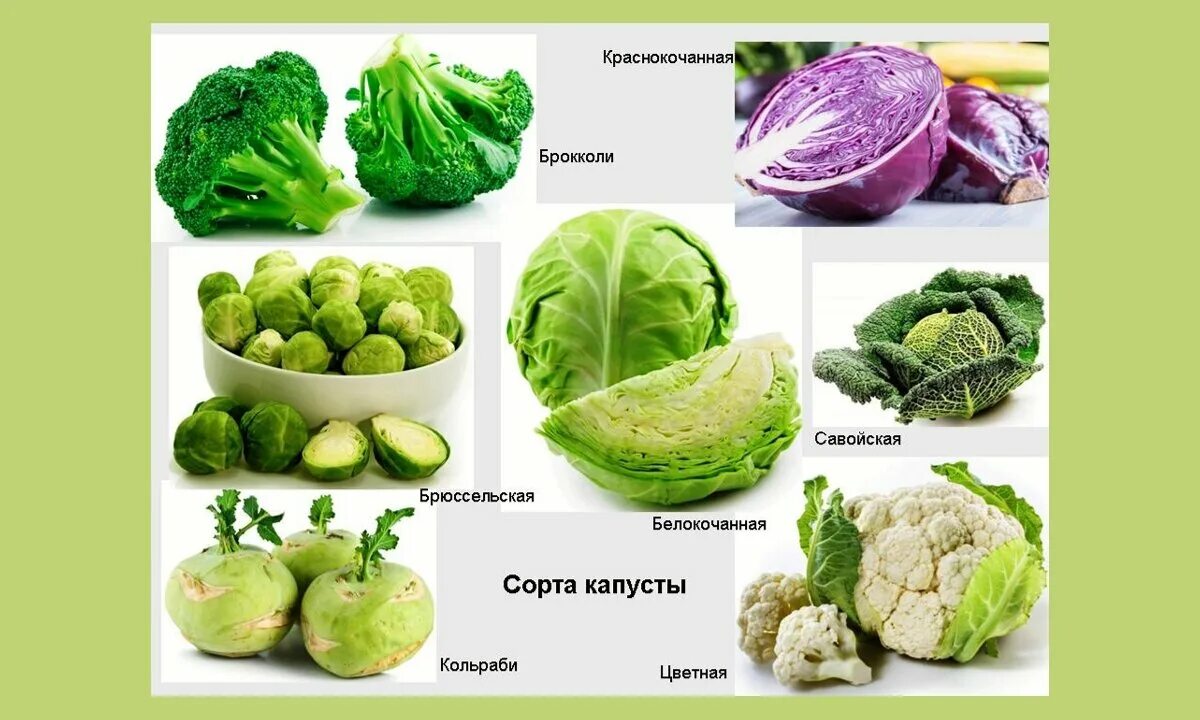 Капуста разная названия с фото Капуста белокочанная при похудении фото - Тоши Суши
