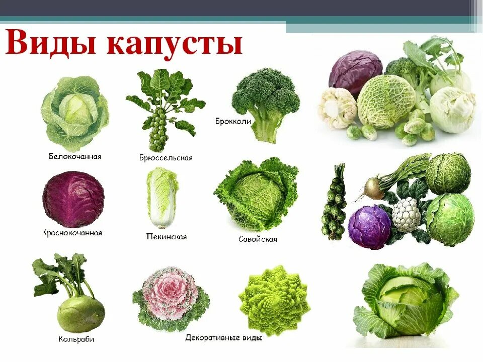 Капуста разная названия с фото Рейтинг самых полезных овощей Домадил - DomaDeaL.Ru Рецепты, комнатные растения,
