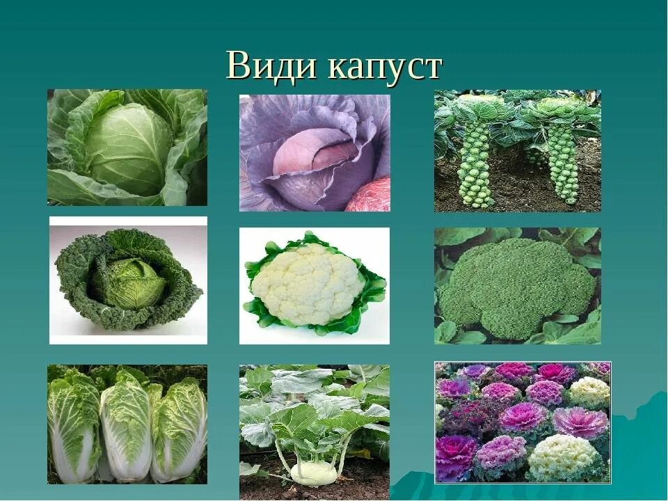 Капуста разная названия с фото Сорта капусты - название, описание с фото, советы по выращиванию
