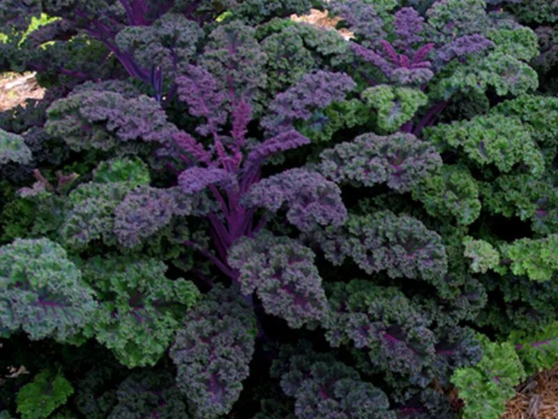 Капуста редбор фото и описание Redbor Kale Shade landscaping, Ornamental kale, Garden art