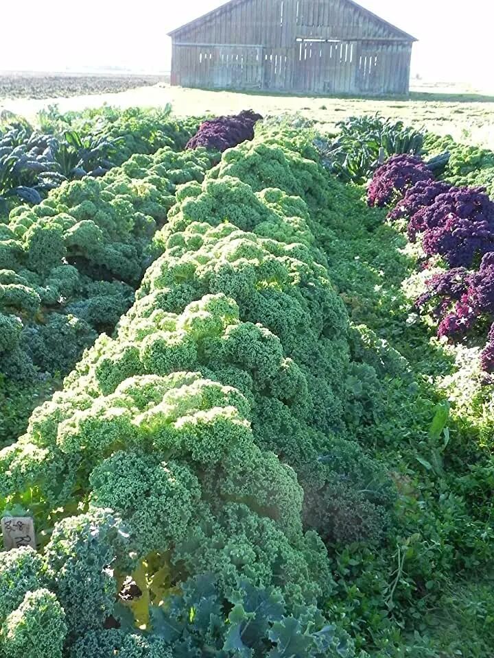 Капуста редбор фото и описание Amazon.com: Kale - Gardening & Lawn Care: Patio, Lawn & Garden