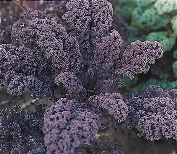 Капуста редбор фото и описание Brassica oleracea Redbor Peace Tree Farm Seeds, Herb seeds, Plants