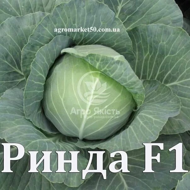Капуста ринда описание сорта фото Капуста ринда описание сорта фото отзывы садоводов: найдено 82 изображений
