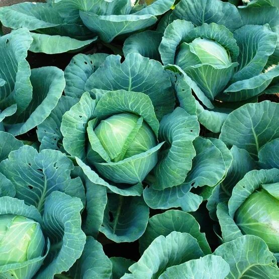 Капуста ринда описание сорта фото отзывы Ринда F1 семена капусты белокочанной (Seminis / ALEXAGRO) купить семена из Голла