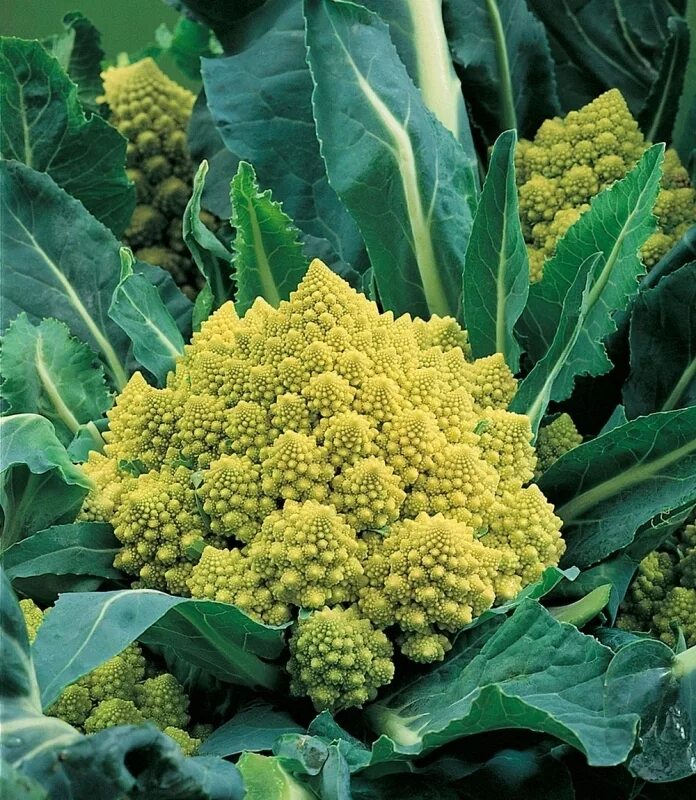 Капуста романеско фото и описание сорта Parsakukkakaali 'Romanesco Natalino' Siemenet