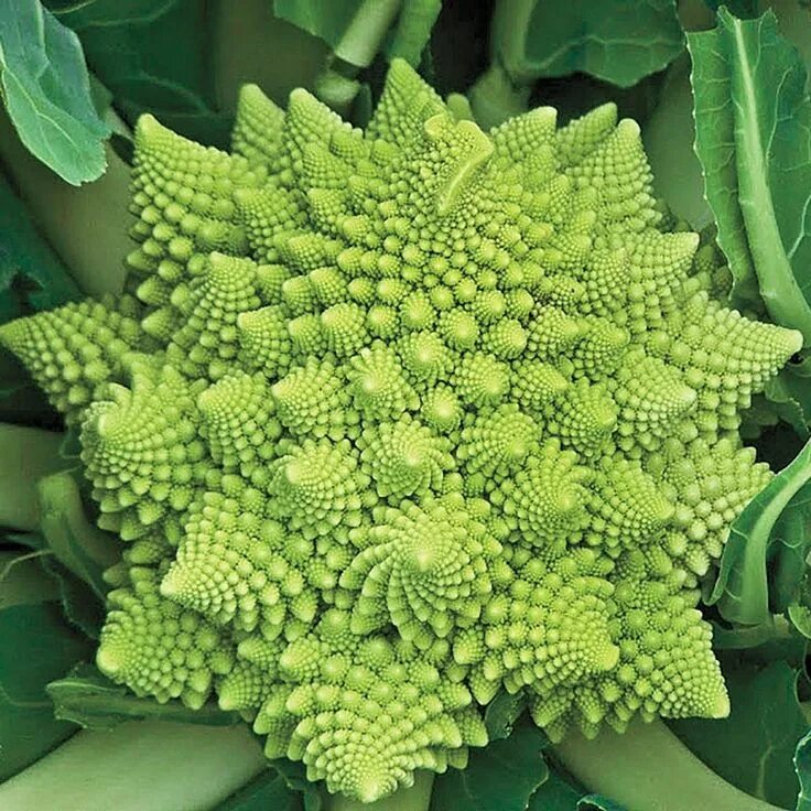 Капуста романеско фото и описание сорта Romanesco broccoli (a.k.a. Roman cauliflower or Romanesco), Gardens Alive! Roman