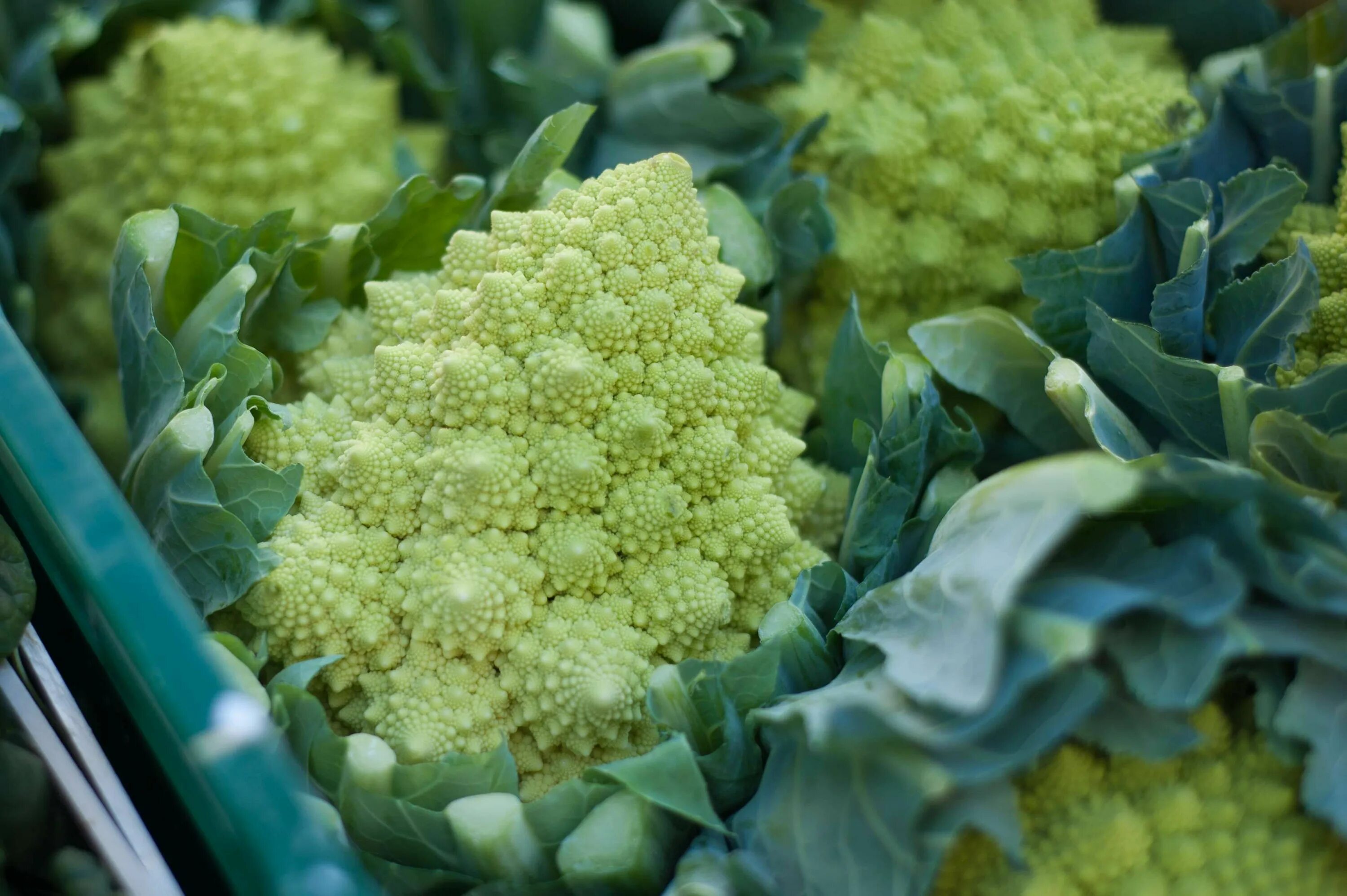 Капуста романеско фото и описание сорта #broccoli #close up #colors #edible #flora #flowers #fresh #green #growth #leave