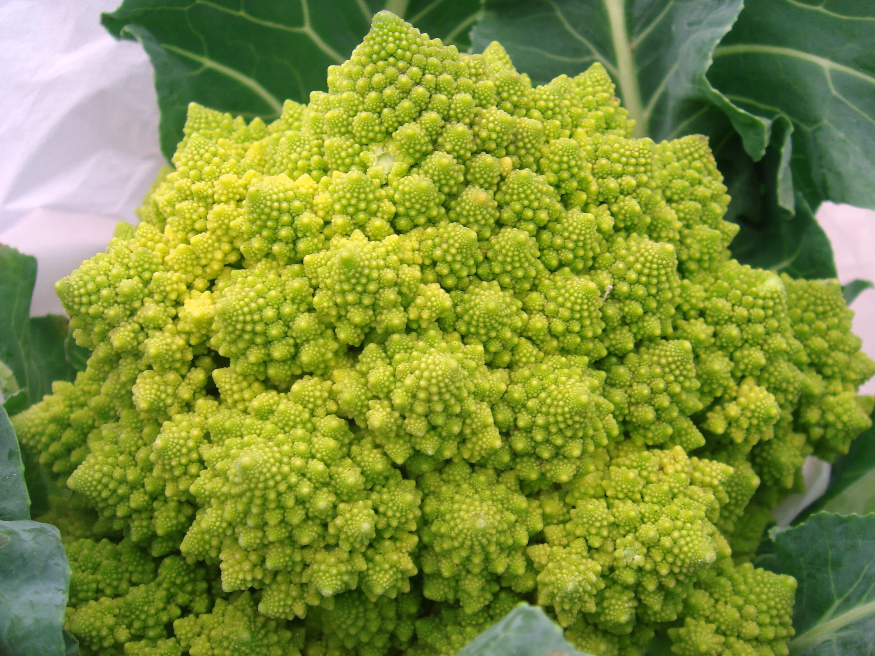 Капуста романо фото File:Romanesco broccoli (2).jpg - Wikipedia