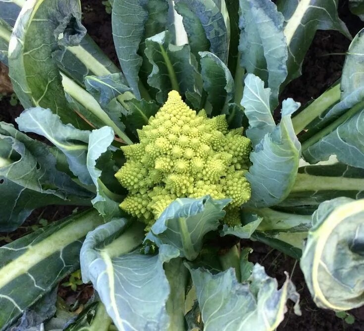 Капуста романо фото Heirloom Romanesco #cabbage #broccoli #rarevegetable #garden
