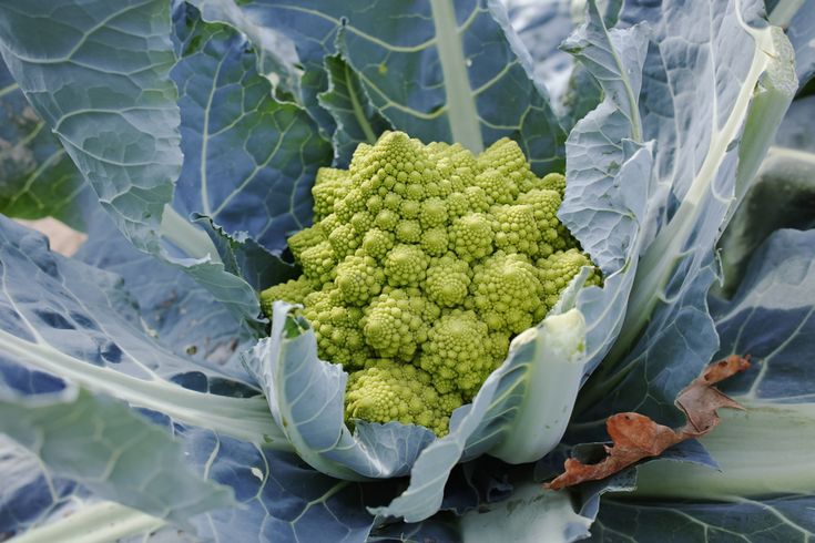 Капуста романо фото и описание Brassicas: Romanesco, Cauliflower, and More