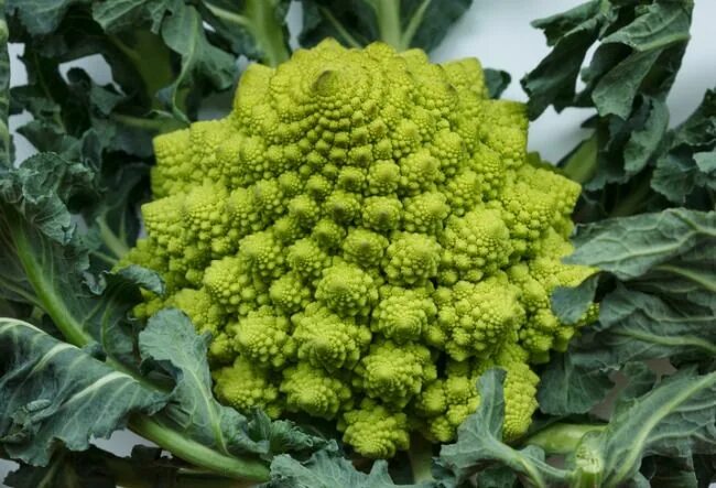 Капуста романовская фото Romanesco Broccoli Romanesco broccoli, Broccoli vegetable, Broccoli