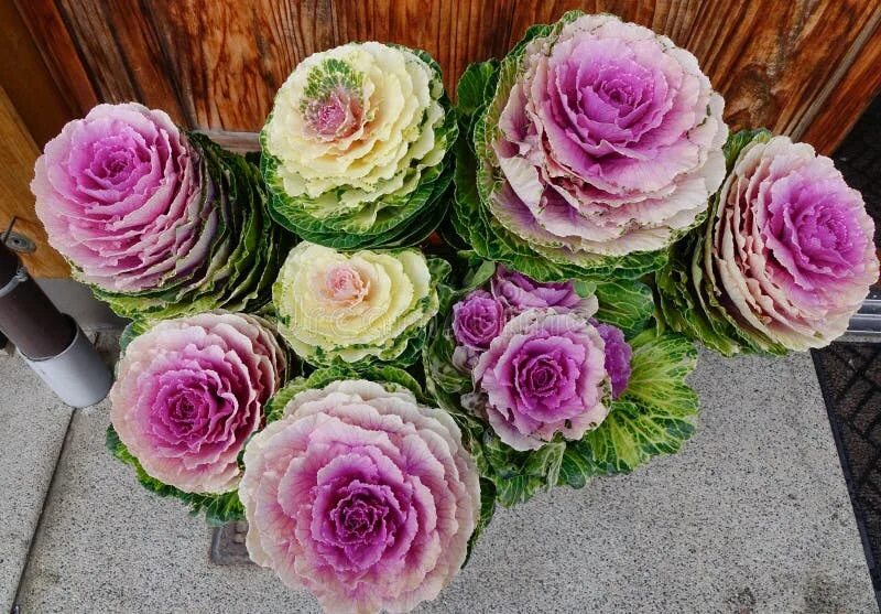 Капуста розовая цапля фото Cabbage flowers stock image. Image of horticulture, organic - 67396685