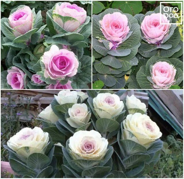 Капуста розовая цапля фото Лучшие сорта и виды декоративной капусты (фото и описание) В цветнике (Огород.ru
