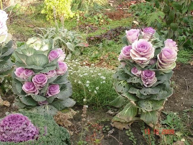Капуста розовая цапля фото Дачные цветы, декоративные растения - Страница 5 - обсуждение на форуме НГС Ново