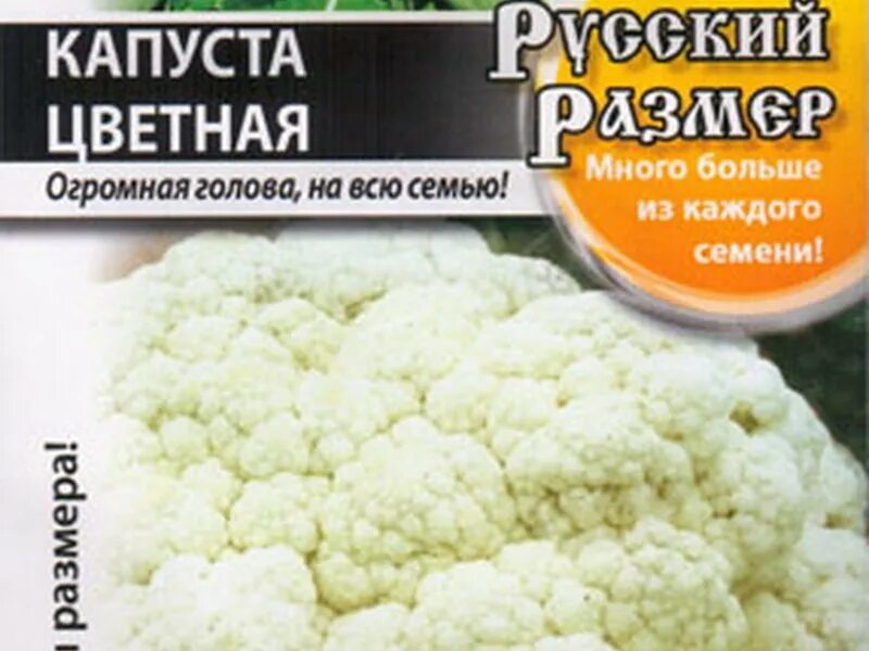 Капуста русский размер фото Сорта капусты разных видов и особенности выращивания - Бабушкина дача