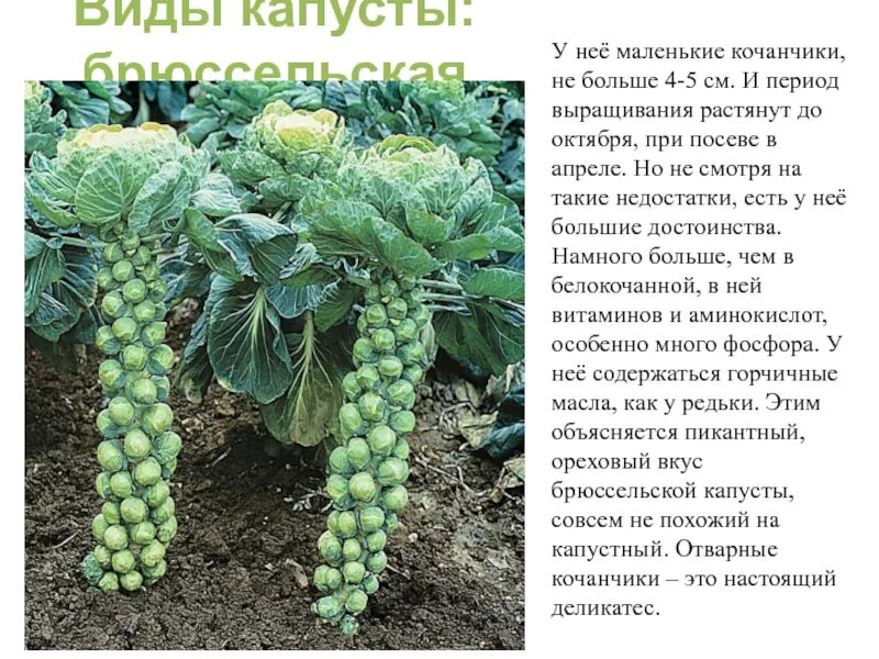 Капуста с маленькими кочанчиками название фото Брюссельская капуста: выращивание, уход, как растет, называется с маленькими коч