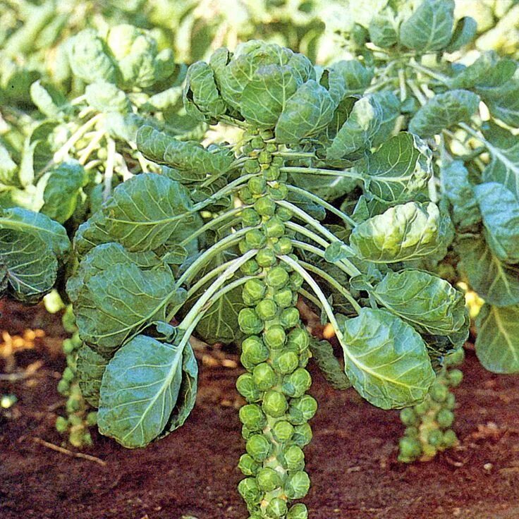 Капуста с маленькими кочанчиками название фото How to Grow Organic Brussels Sprouts in Your Garden in 2024 Brussel sprout plant