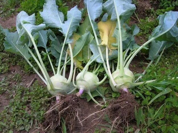 Капуста с шипами фото и названия 31 Things To Do With Confusing CSA Vegetables Выращивание капусты, Капуста, Овощ