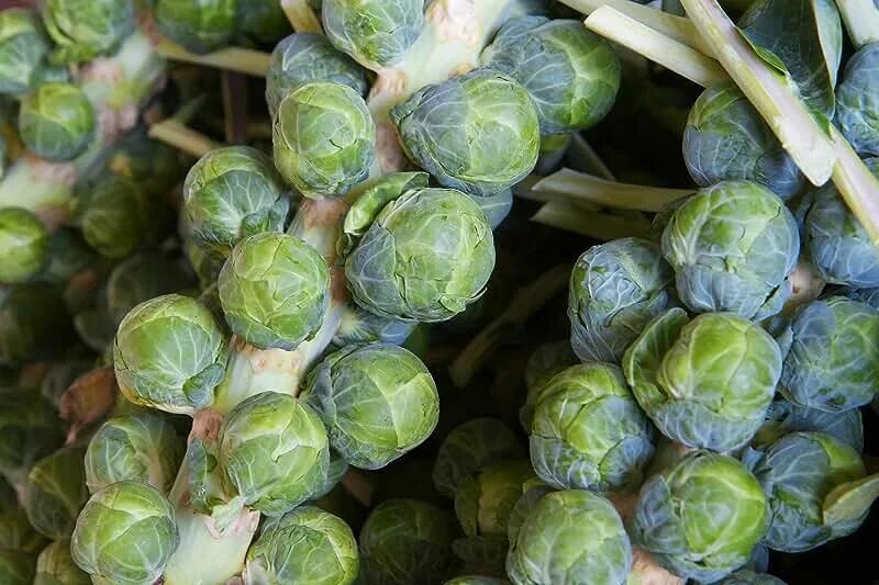 Капуста с шипами фото и названия Amazon.com: Brussel Sprout Seeds