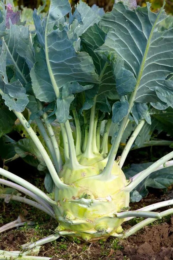 Капуста с шипами фото и названия How to Grow Kohlrabi in Your Home Garden Gardener’s Path Growing vegetables, Koh