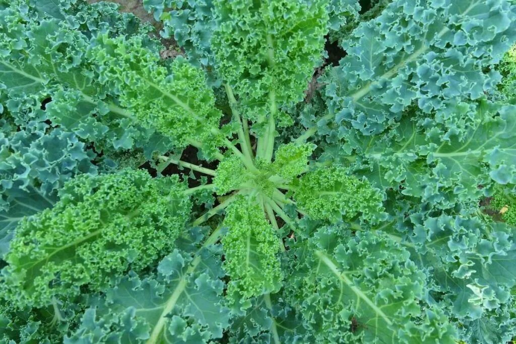 Капуста с шипами фото и названия Plant Once, Pick Forever! 12 Perennial Vegetables You NEED To Plant This Summer 