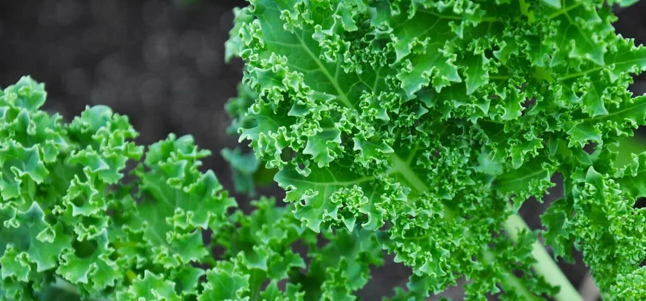 Капуста с волнистыми листьями фото и названия 16 Benefits Of Kale, Nutrition, Recipes, Uses, And Risks Green smoothie recipes,