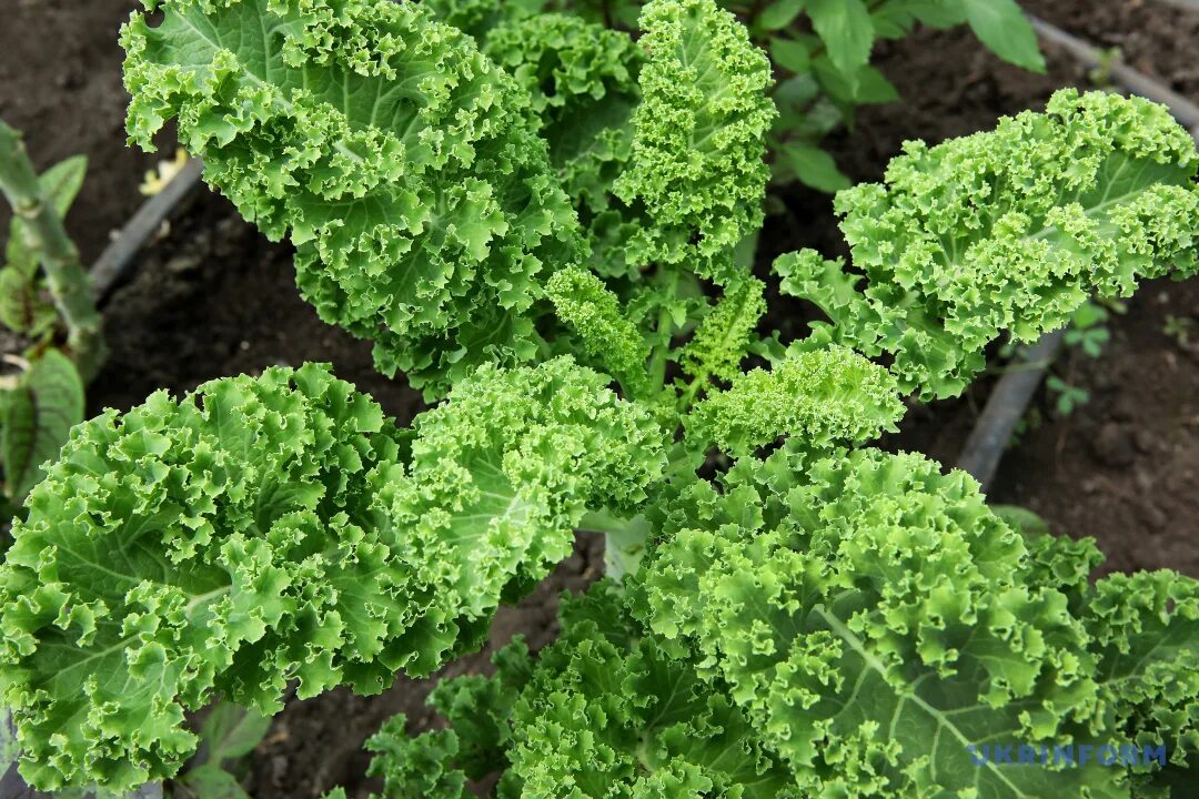 Капуста с волнистыми листьями фото и названия Капуста листовая кудрявая eCookie.ru