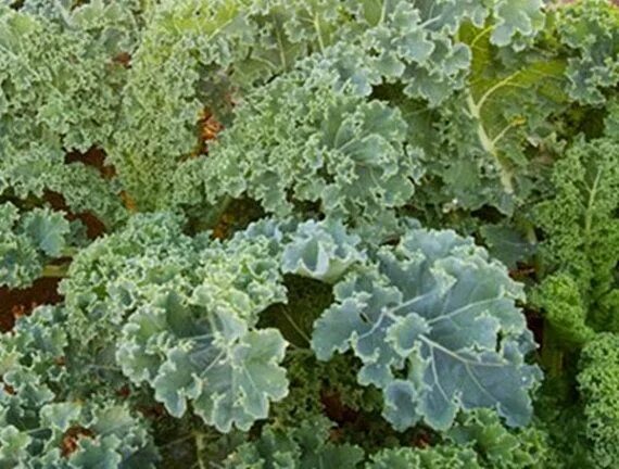Капуста с волнистыми листьями фото и названия Dwarf Siberian Kale Seeds Heirloom Non-GMO Open Pollinated Etsy Garden seeds, Ka