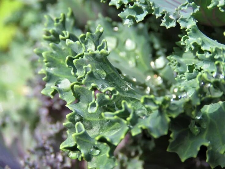 Капуста с волнистыми листьями фото и названия 38 Perennial Vegetables & Fruits to Grow Once and Harvest Year after Year Perenn